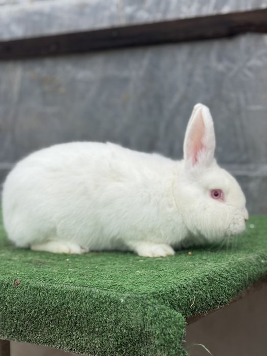 Vand 3 iepuri masculi