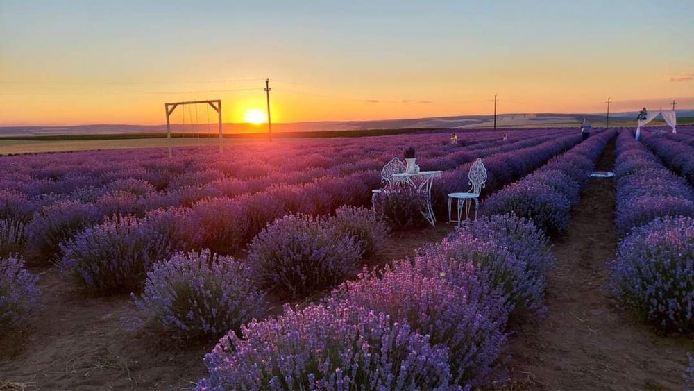 Lavanda soi Bulgaresc