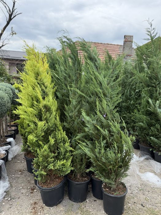 Cupressus Leylandi green si goldrider