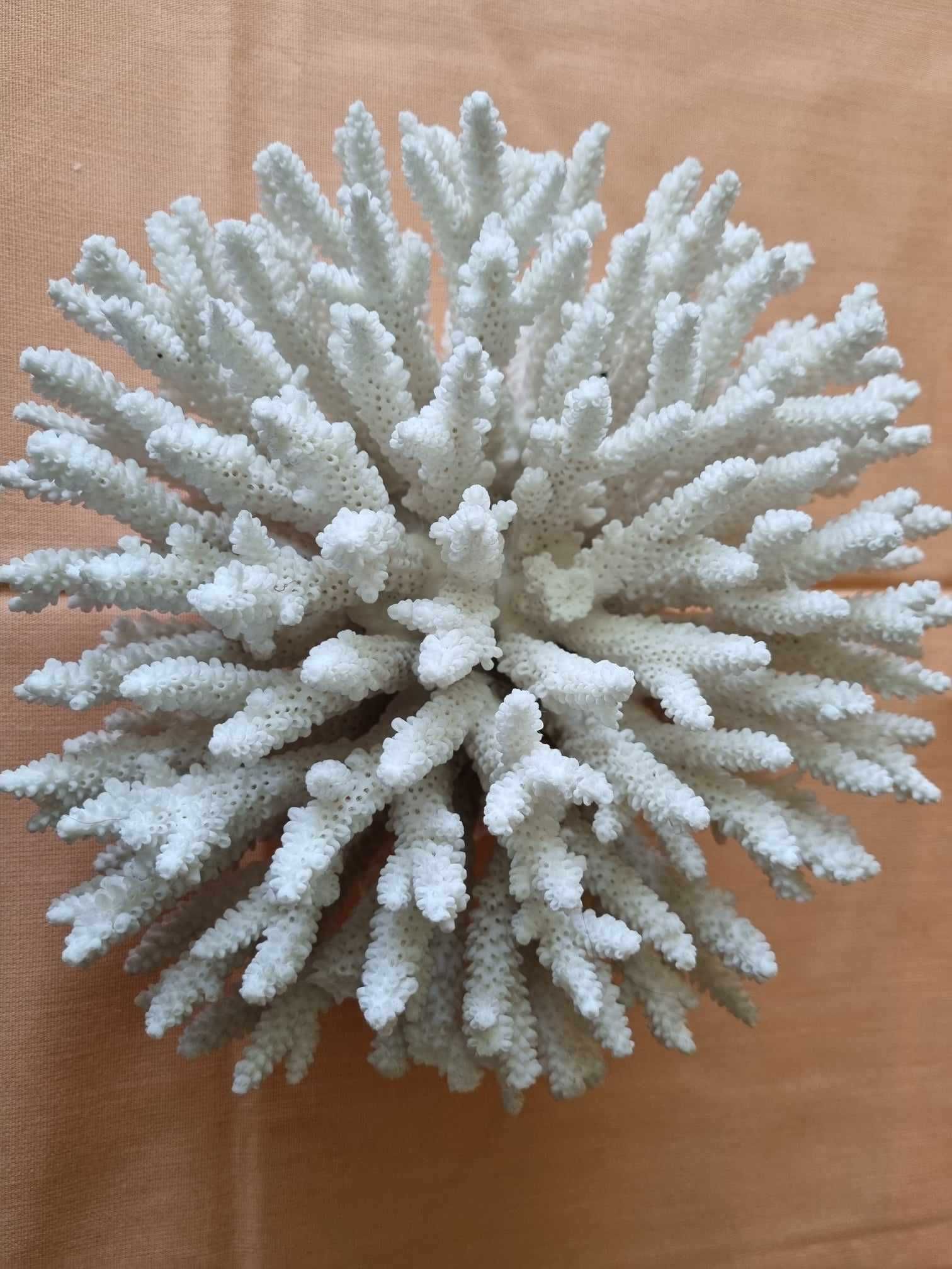 Coral natural decorativ. dimensiuni 25cm/20cm . Pret 270 lei.