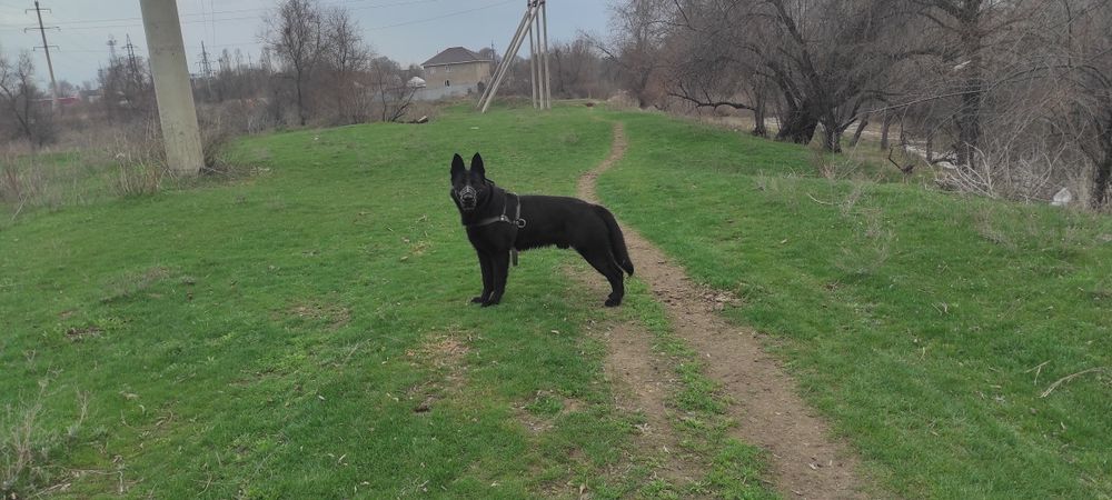Ищем девочку опытную, такого же окраса.