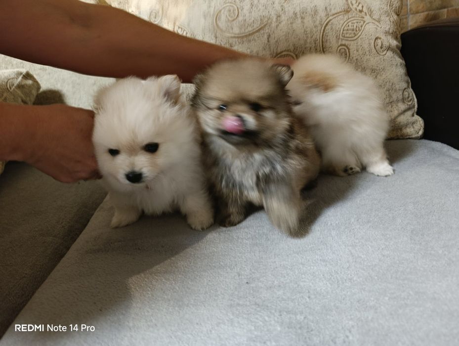 Продавам пумерани