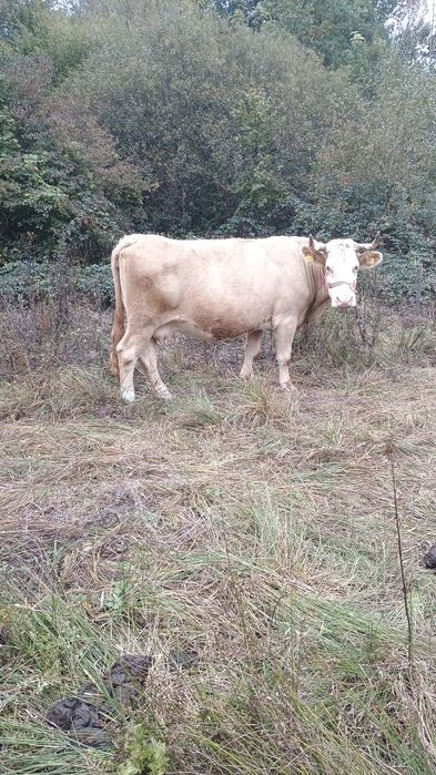 Vând mai multe vaci și juninci