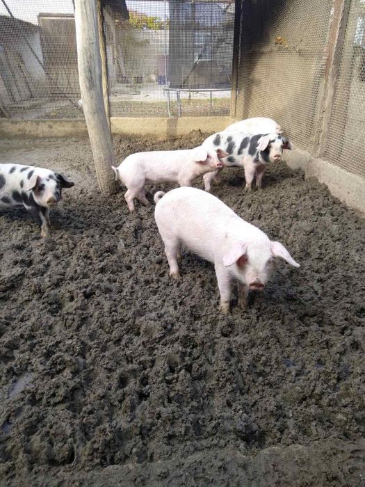 прасета от 20 до 50 кг