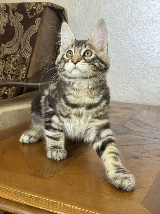 Мейн-кун котята продаётся