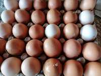 Vând ouă de casa crescute ca la țară