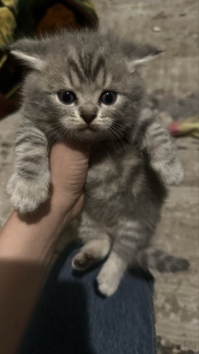 Продаем породистых котят третий помет