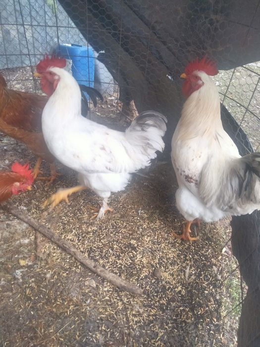 Vînd cocosi de curte