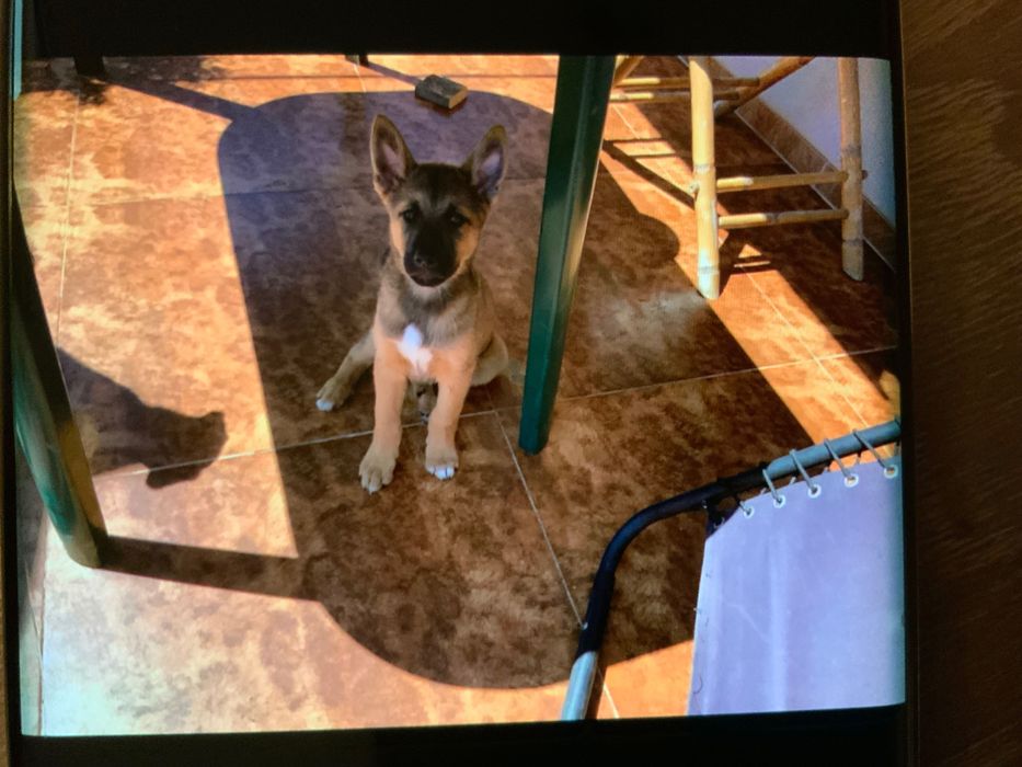 Белгийски овчарки