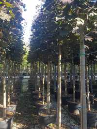 Copaci foiose conifere  plante ornamentale