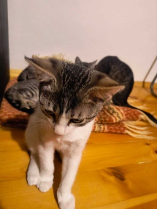 Подаряваме четири котета!