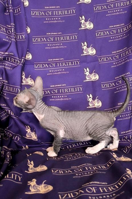 Донски Сфинкс чистокръвно момченце