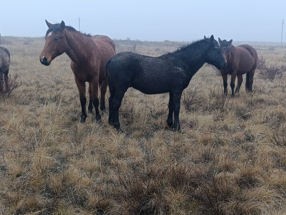 Еркек Жабағы сатылады тірілей немесе сойып