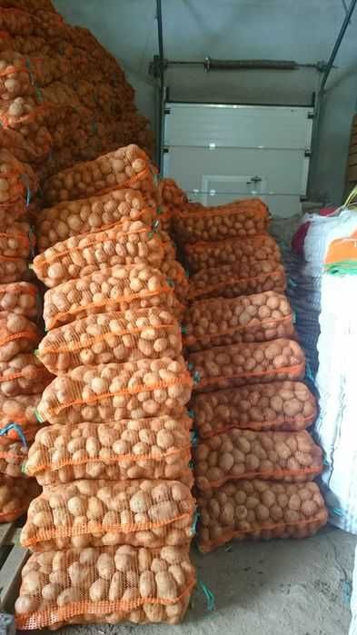 Cartofi consum Carrera Bellarosa Red Fantasy Ultra