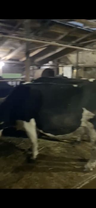 Коровы дойные стельные