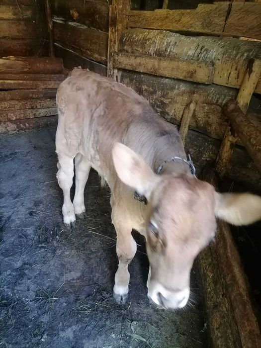 Vand vitea de o luna jumătate si un tauras de o luna