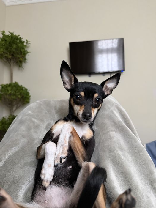 Вязка!!! Ищем Жениха Той Терьера