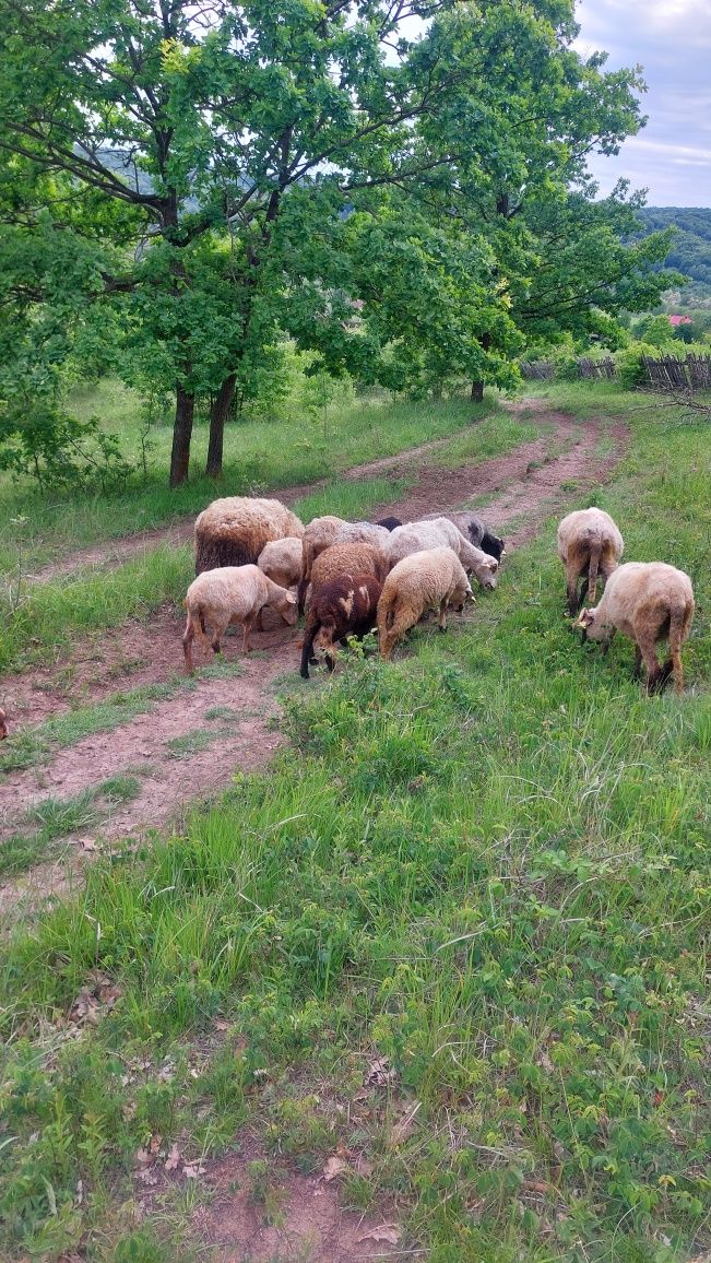 Vand noatini,oi și Berbeci