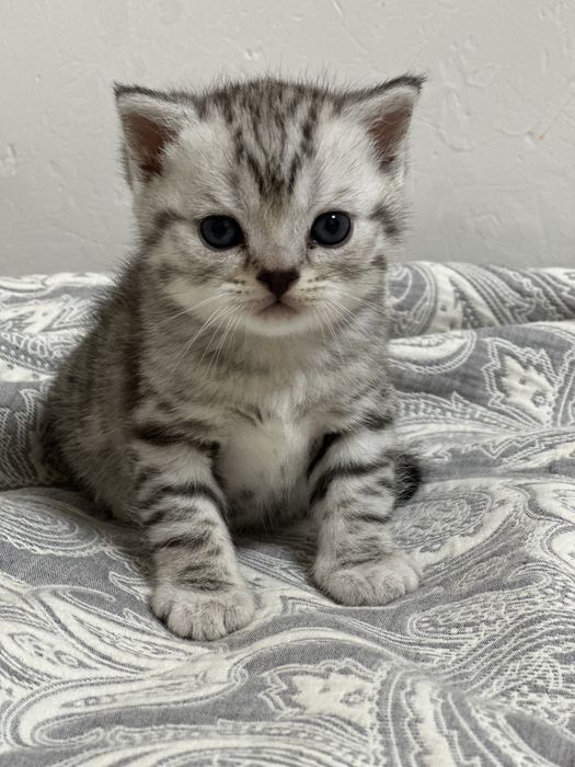 Продам породистых котят