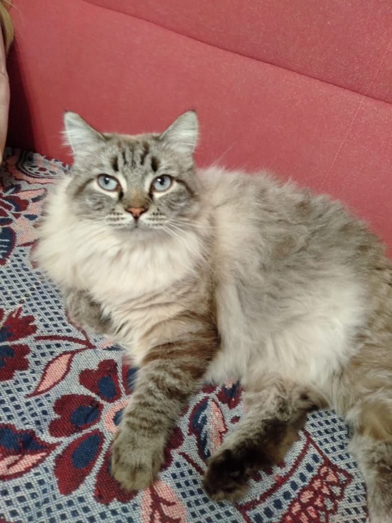 Отдам пушистого кота