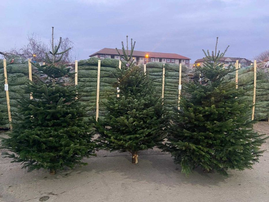 Vand Brazi Craciun Nordman Calitate Premium si I