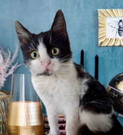 2-месечната Коти от Враца търси дом