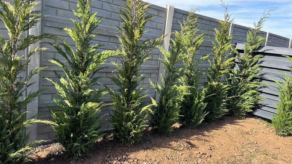 Tuia lilandi zmarard