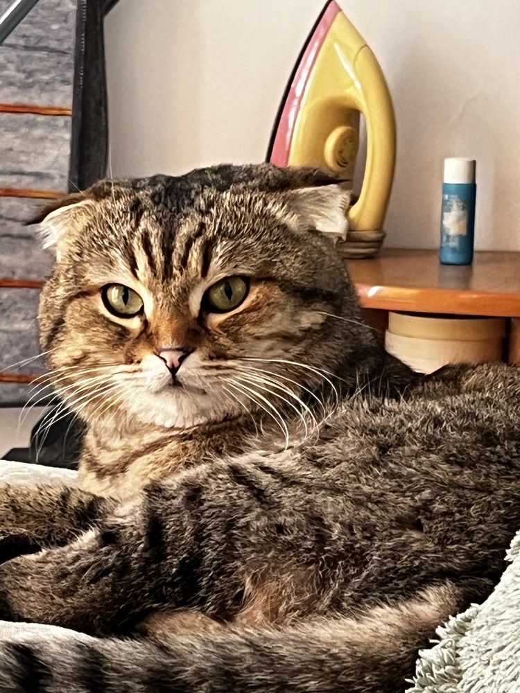 Продам кота,вислоухого