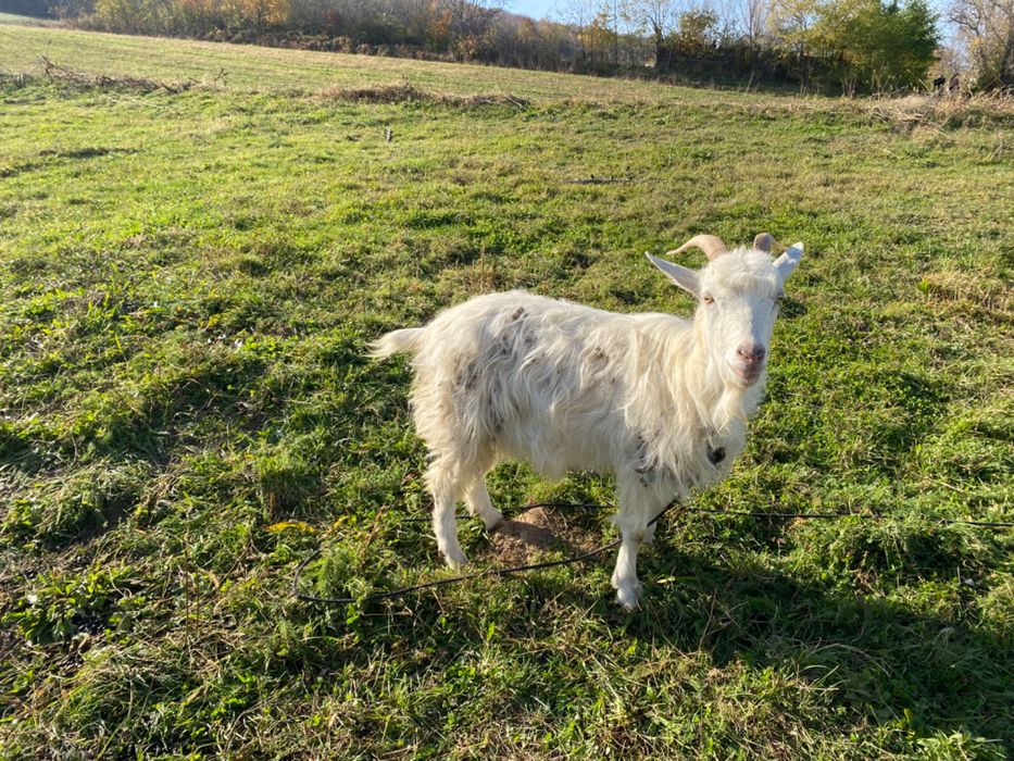 Capre, țap și ieduțe