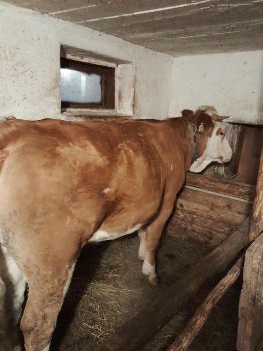 De vânzare juninca gestantă