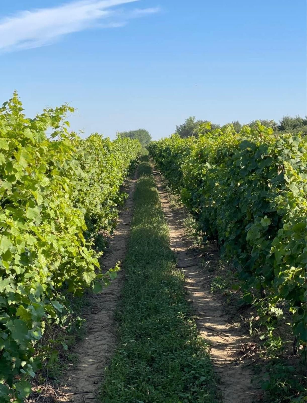 Struguri de masa si de vin Podgoria Panciu