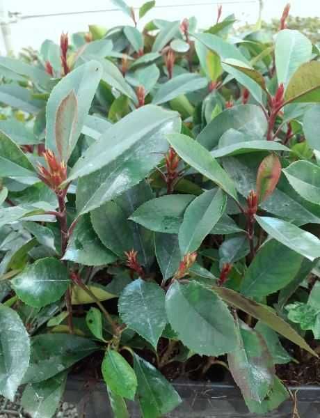 Photinia Fraseri Red Robin +/- 15 cm