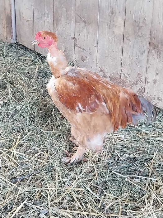 Cocosi de vânzare