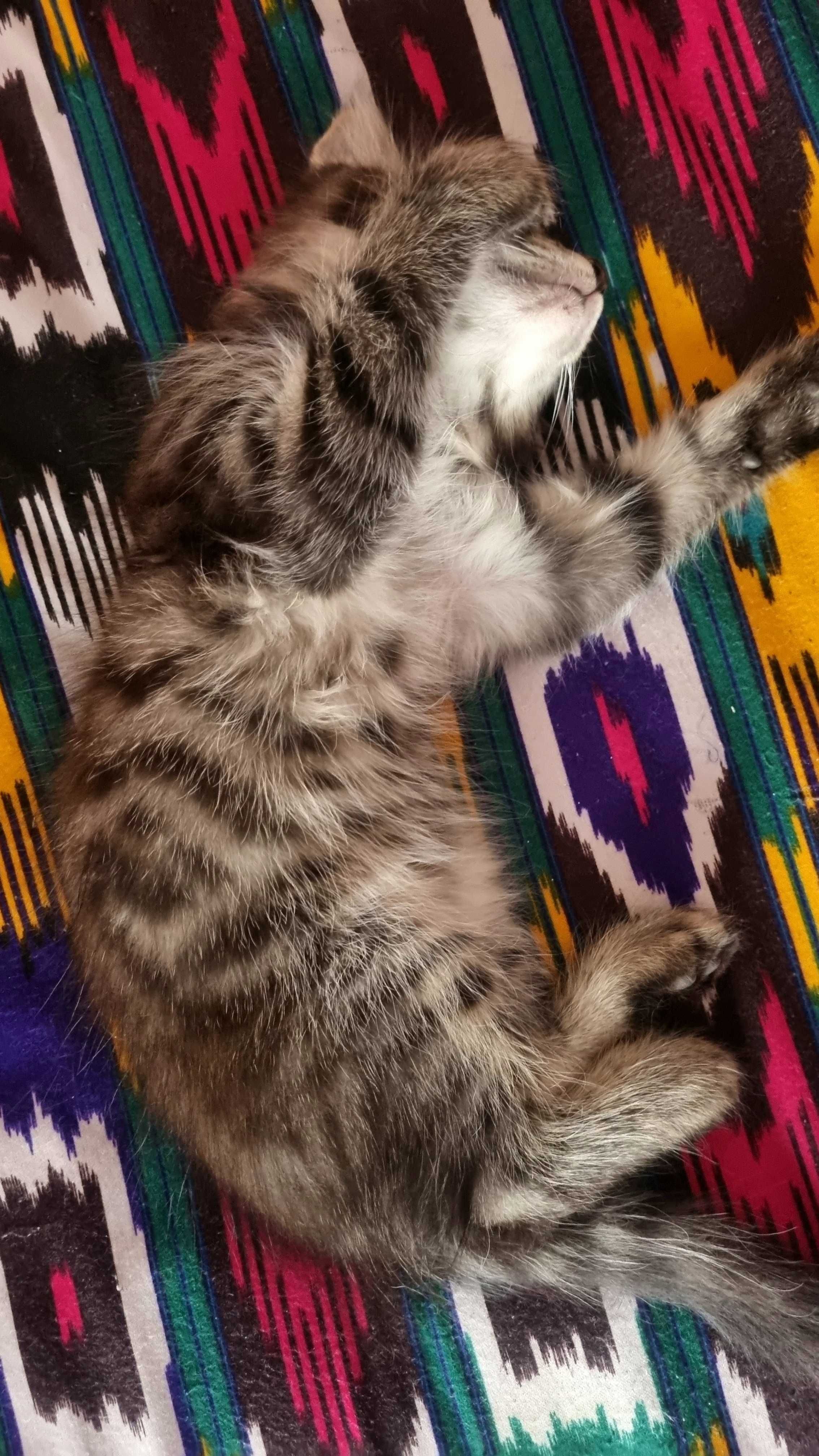 Домашние котята.