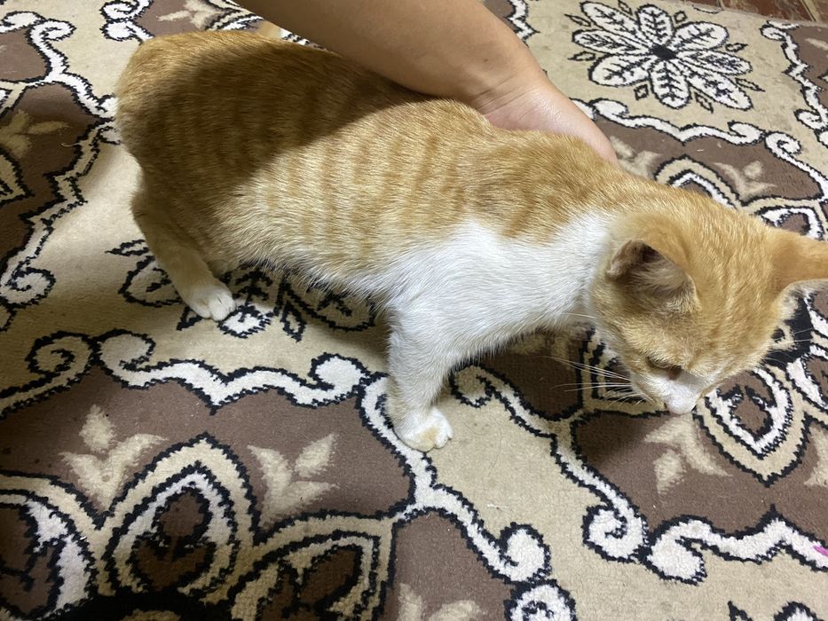 отдаю кота, мальчик