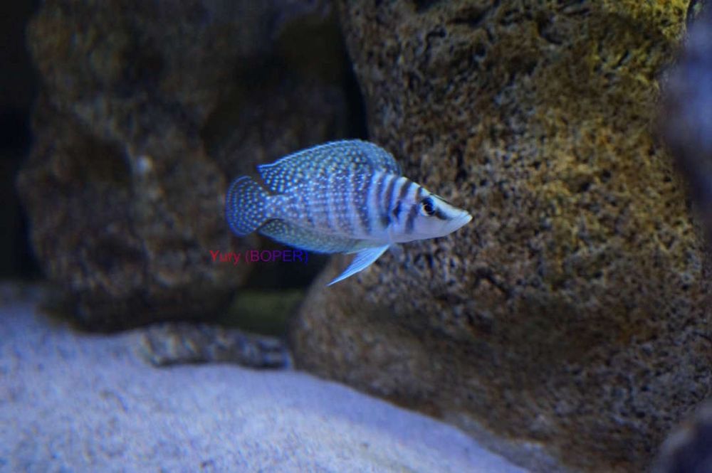 Kalvus white padroskla