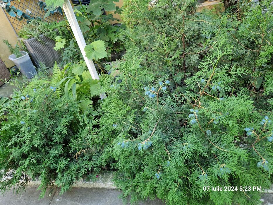 Smochin,tuia,lacramioare,flori de interior