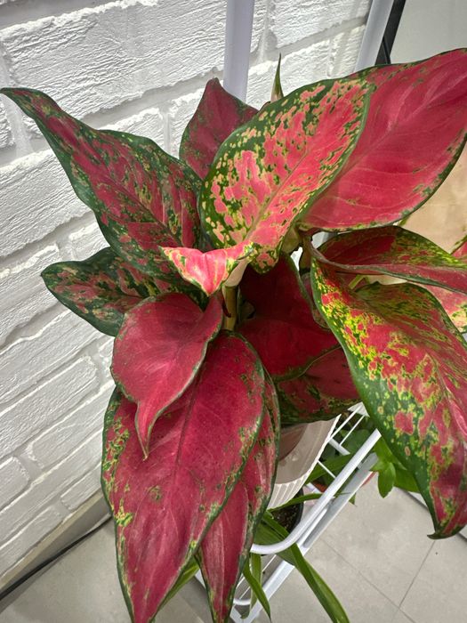 Комнатные растения доя дома и офиса.