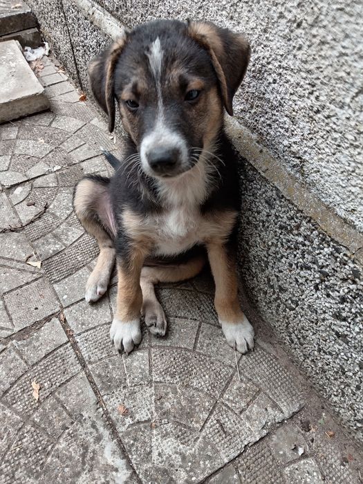 Кучета от интересен кръстосан брак