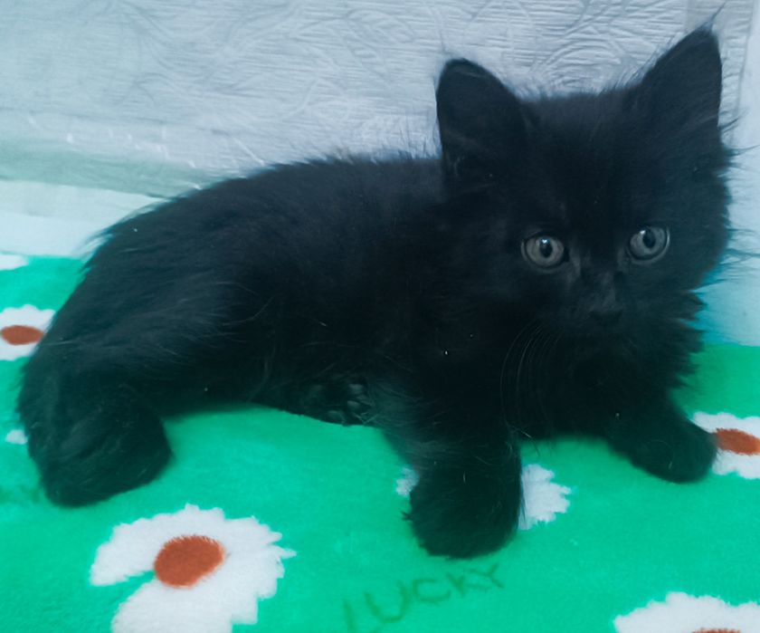 Отдам котенка в добрые руки