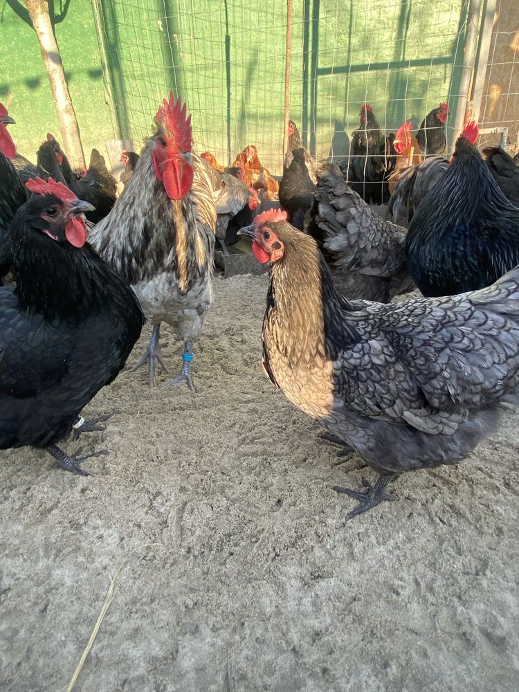 Australorp oua incubat