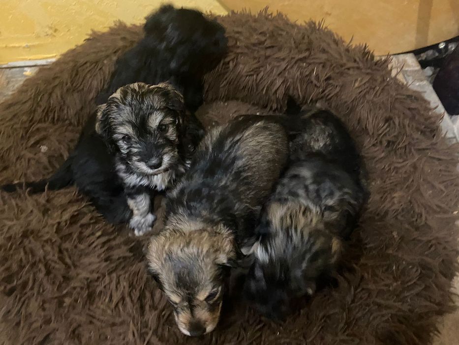 Отдам щенят в добрые руки