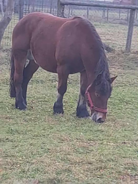 Iapa de vînzare vârstă 4 ani