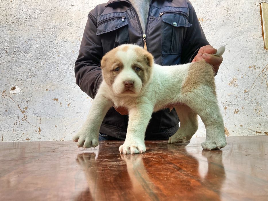 Щенок Туркменского Алабая ( Чистокровный )