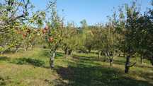 Livada de vanzare Dumitra - BN