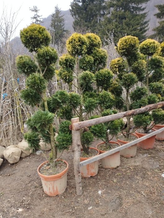 Plante ornamentale și gazon rulou