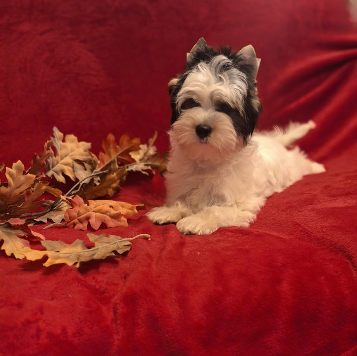 Йорки Бивер момиче