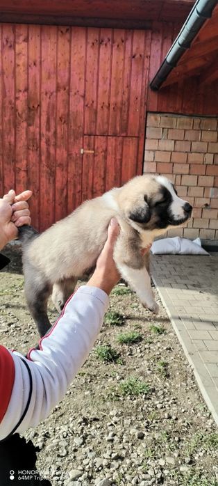 Vand pui ciobănești de asia centrala