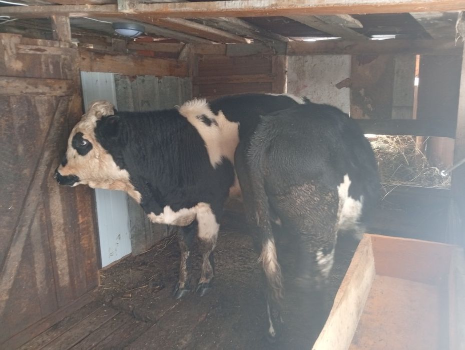 Продам два бычка с откорма