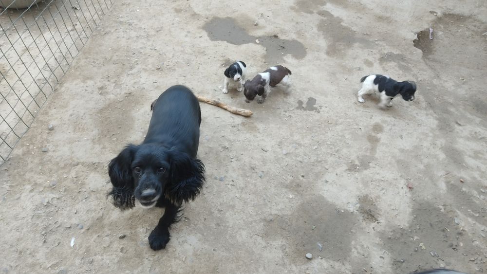 Продаю собак пародистых руские испаньеры